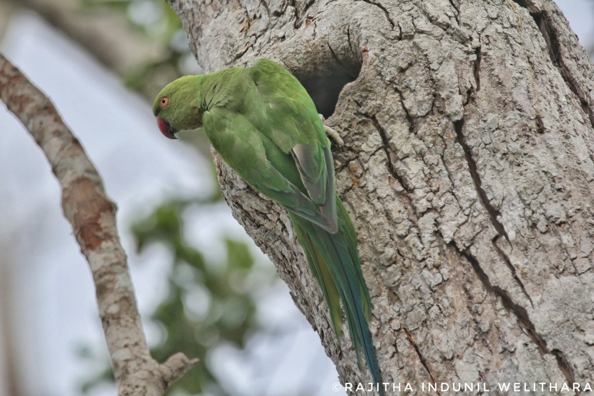 Psittacidae